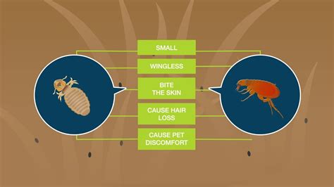 Do Flea Bombs Work For Lice Denisha Miranda