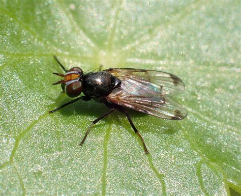 Herina Palustris Male Whiteford Burrows The Gower 2023e Flickr