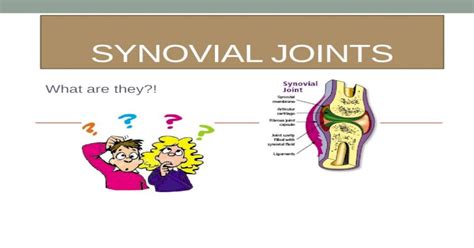 Synovial Joints What Are They Skeletal System [pptx Powerpoint]