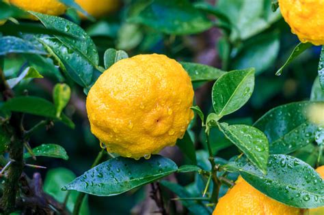 Yuzu Plantation Entretien Soin Le Parisien