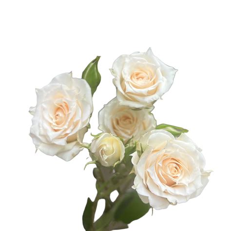 White Mikado - Kittelberger Wholesale Florist - Webster & Rochester