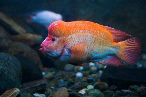 Red Devil Cichlid: The Comprehensive Care Guide