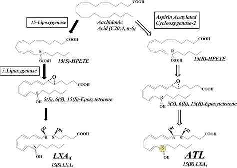 Lipoxin Metabolic Pathways Boxes Are Key Enzymes Atl Aspirin