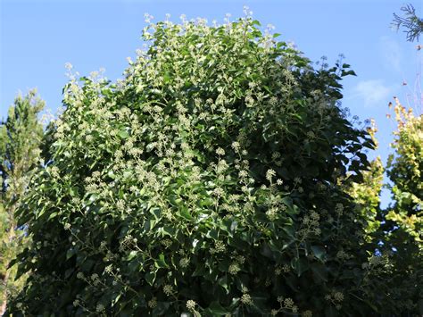 Strauch Efeu Arborescens Hedera Helix Arborescens Baumschule