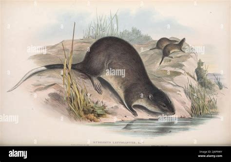 Illustration australian rakali water rat hi-res stock photography and ... 