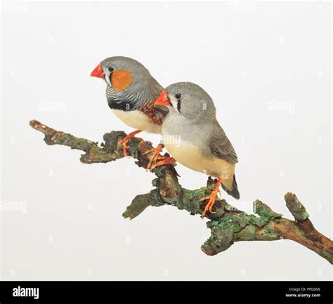 Red Zebra Finches Hi Res Stock Photography And Images Alamy