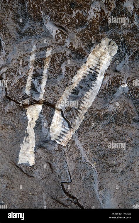 Crinoids Fossils Limestone Hi Res Stock Photography And Images Alamy