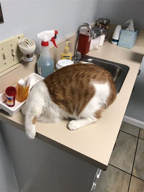 Someone Shared Her Cats Hiding From Vet Picture And People Start Sharing