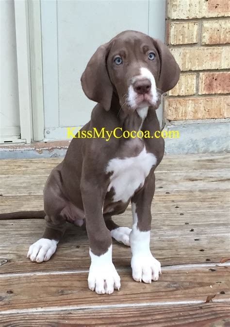 My Mismarked Chocolate Mantle Great Dane Girl Still Trying To Come Up