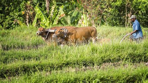bauer cows indonesia  photo  pixabay