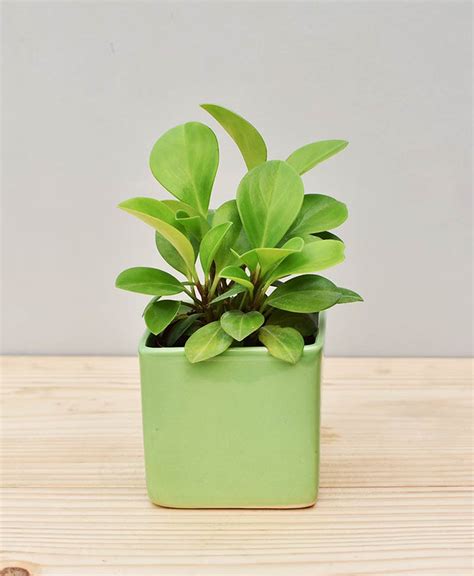 Ceramic Square Pot Green with Peperomia (Radiator Plant)