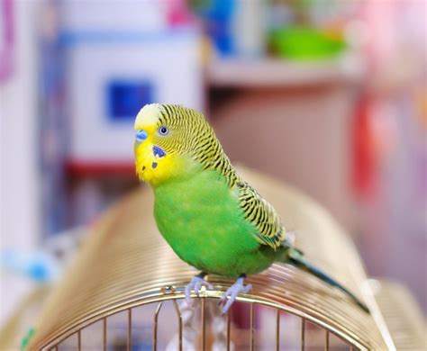 7 Things Every Pet Owner Should Know About Bird Boarding Edm Chicago