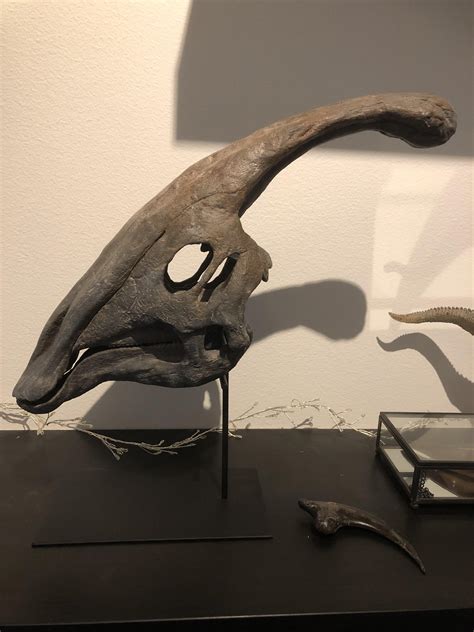 Love my replica parasaurolophus skull 🥰 : r/Dinosaurs