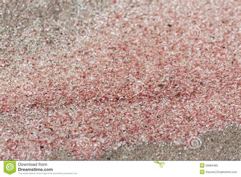 Elafonisi pink beach stock image. Image of background - 55884465