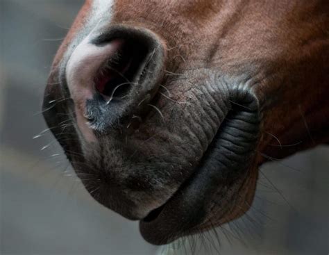 picture nose mouth head horse animal