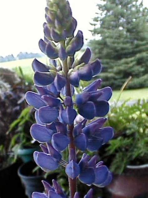 10 Wild Blue Lupine Flower Seeds | Etsy