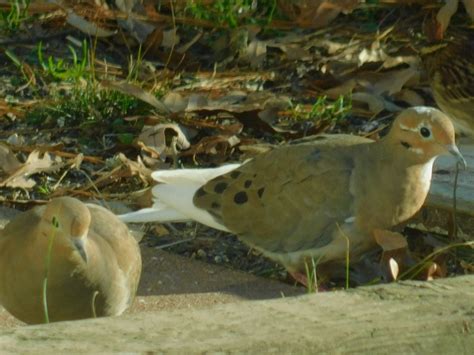 White tailed Mourning Dove - FeederWatch