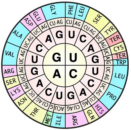 Codon Table Worksheets