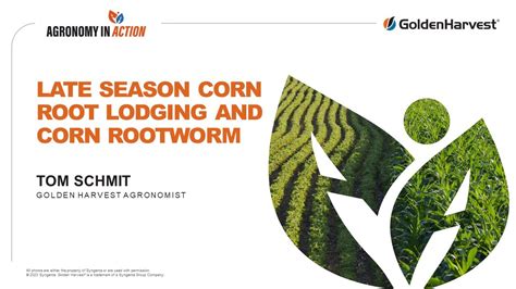 Agronomy In Action Late Season Root Lodging And Northern Corn Rootworm