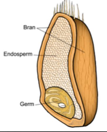 Wheat And Flour Diagram Quizlet