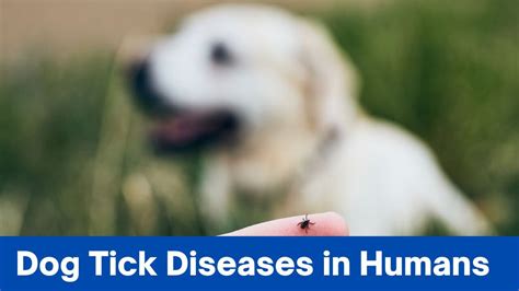 Unveiling The Threat: Dog Tick Diseases In Humans & How To Stay Safe » 2025