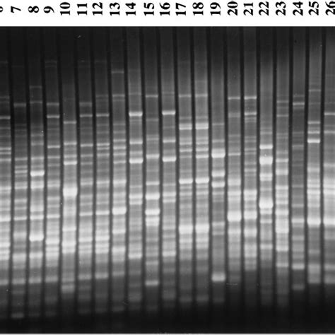 Rep PCR Fingerprint Patterns Of Genomic DNA From Streptomyces Sp