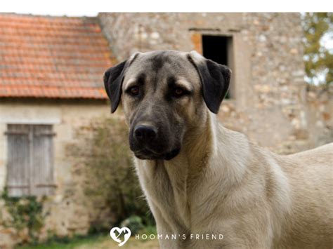 Anatolian Shepherd Temperament: Protection and Loyalty