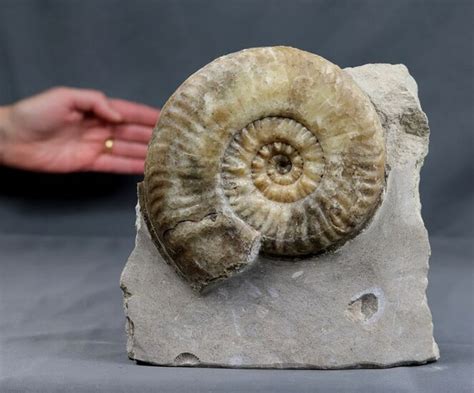 Fossil Ammonite Rarely Seen Species Full Calcit Conservation