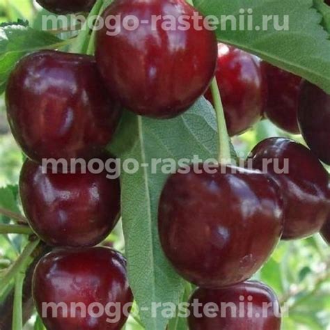Саженцы Чудо вишня (дюк) Ночка купить по цене 600 руб. в Москве с ...