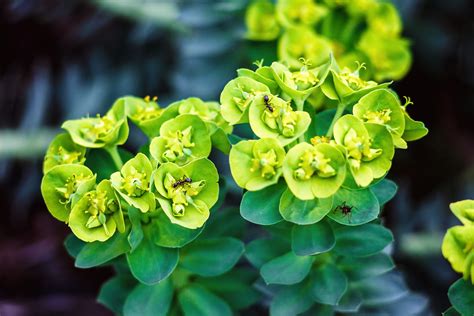 Euphorbia Arten Bestimmen