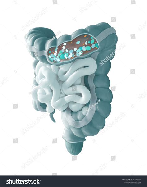 Human Microbiome Gut Containing Microorganisms Stock Illustration ...