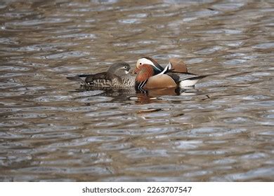 Aix Galericulata Mandarin Duck Mating Season Stock Photo 2263707547 ...