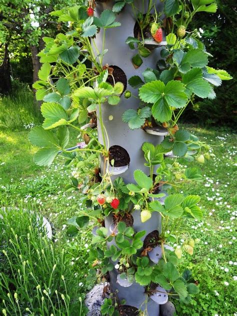 Tour à Fraises Gardening Idées jardin Jardin potager et Jardins