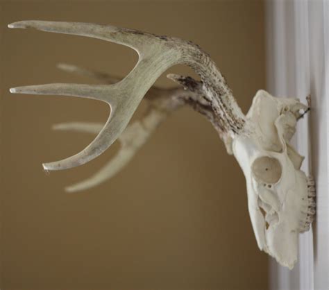 How To Clean And Wall Mount Deer Antlers 17 Apart