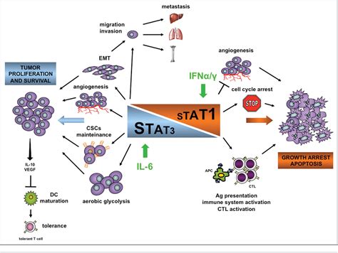 Figure 1 From STAT1 And STAT3 In Tumorigenesis Semantic Scholar