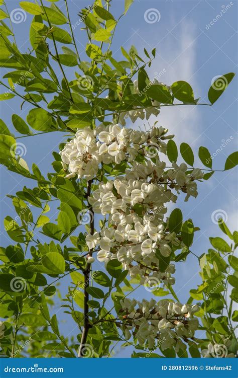 Black Locust Tree Blooming In The Spring Robinia Pseudoacacia White