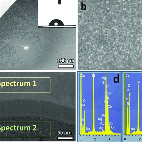 (a,b) Scanning electron microscopy (SEM) images of the hierarchical ...