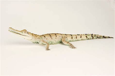 Freshwater Crocodile Crocodylus Johnstoni Joel Sartore