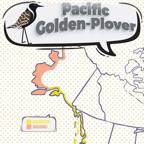 Pacific Golden-Plover - Bird Watching Academy