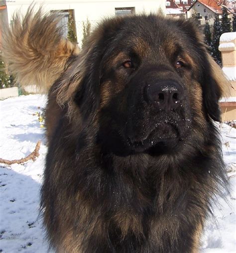 Sad Leonberger Dog Photo And Wallpaper Beautiful Sad Leonberger Dog