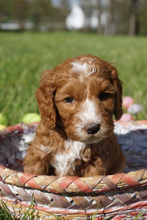 Australian Labradoodle Puppies Available