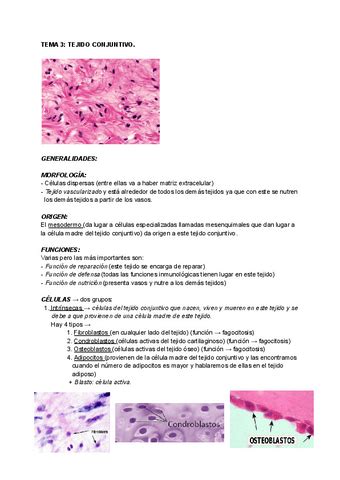 TEMA 3 TEJIDO CONJUNTIVO Pdf