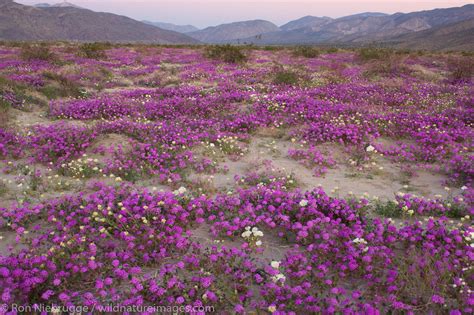 Desert Wildflowers Anza Borrego Desert State Park California Photos By Ron Niebrugge