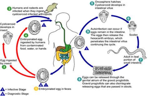 Cestodes Flashcards Quizlet