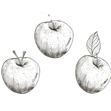 gambar sketsa apel png vektor psd  clipart  background