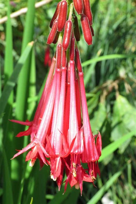 How to Grow and Care for Fuchsia Flowers | Gardener’s Path