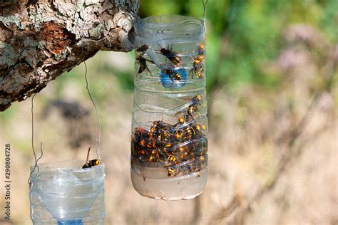 Homemade Traps To Fight The Invasion Of The Asian Giant Hornet Stock