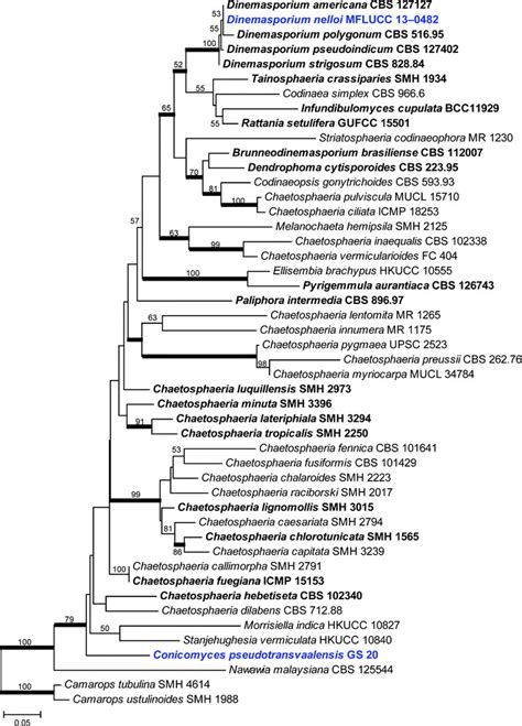 Phylogram Generated From Maximum Likelihood Raxml Analysis Based On