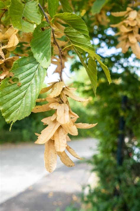 Hornbeam seeds stock photo. Image of leaves, fruit, wood - 53990724