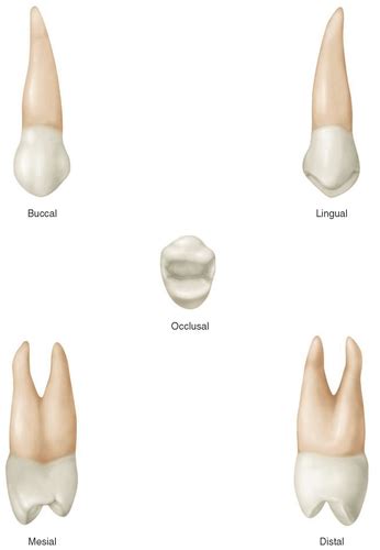 Premolars & Molars Flashcards | Quizlet